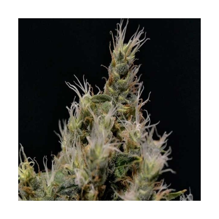 Vanilla Haze Feminizada de Cbd Seeds