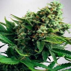 Widow Feminizada de Cbd Seeds