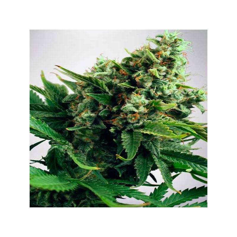 Widow Feminizada de Cbd Seeds