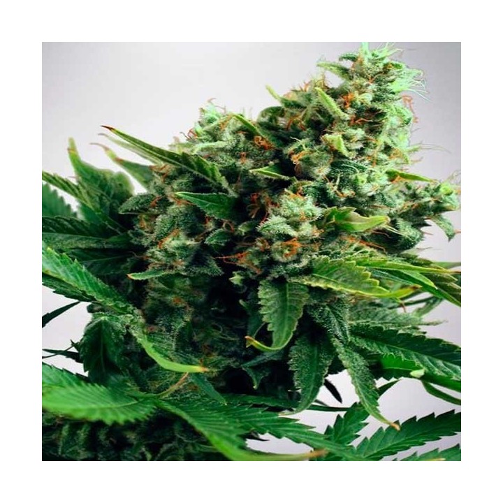 Widow Feminizada de Cbd Seeds