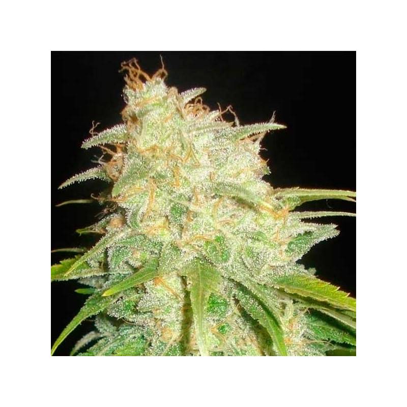 Yumbolt Feminizada de Cbd Seeds