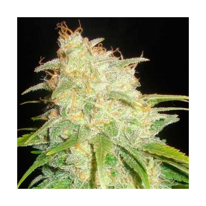Yumbolt Feminizada de Cbd Seeds