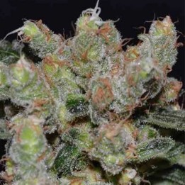 Zen Feminizada de Cbd Seeds