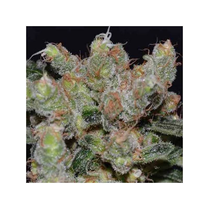 Zen Feminizada de Cbd Seeds