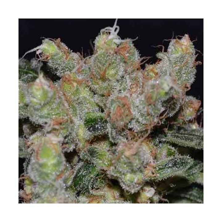 Zen Feminizada de Cbd Seeds