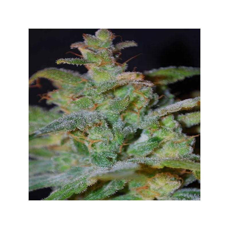 AK Autofloreciente Feminizada de Female Seeds