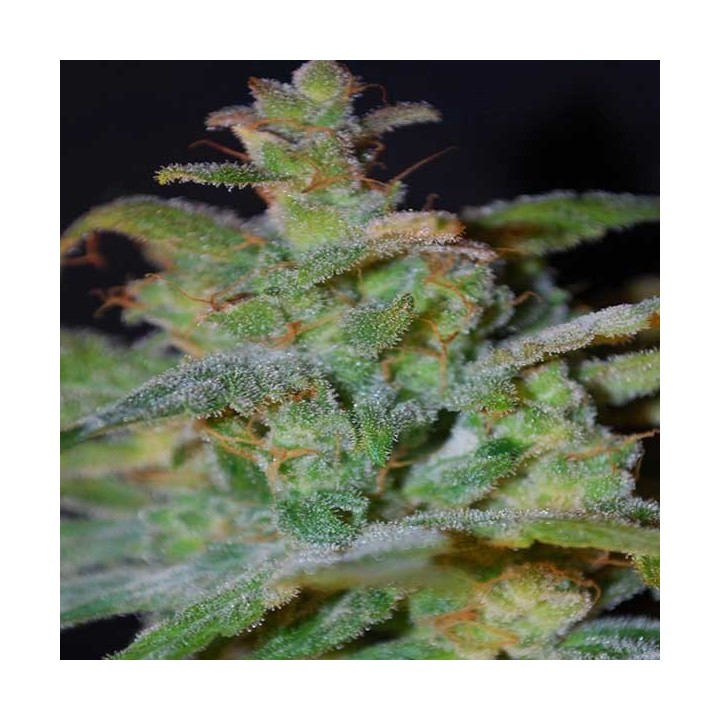 AK Autofloreciente Feminizada de Female Seeds