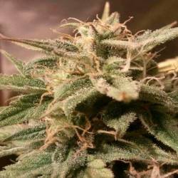 Bubble Autofloreciente Feminizada de Female Seeds