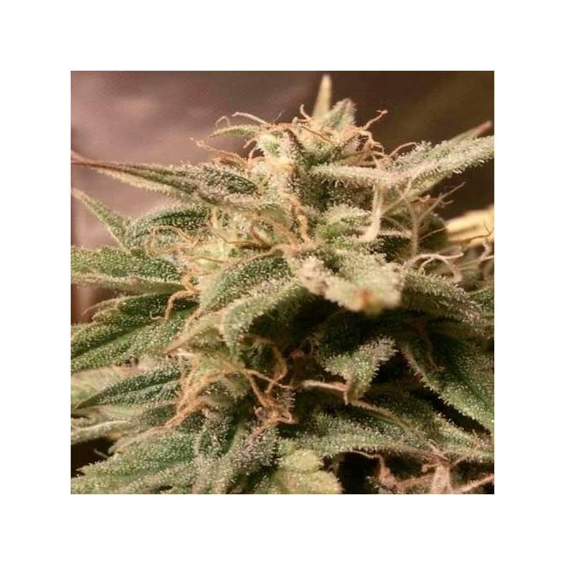 Bubble Autofloreciente Feminizada de Female Seeds