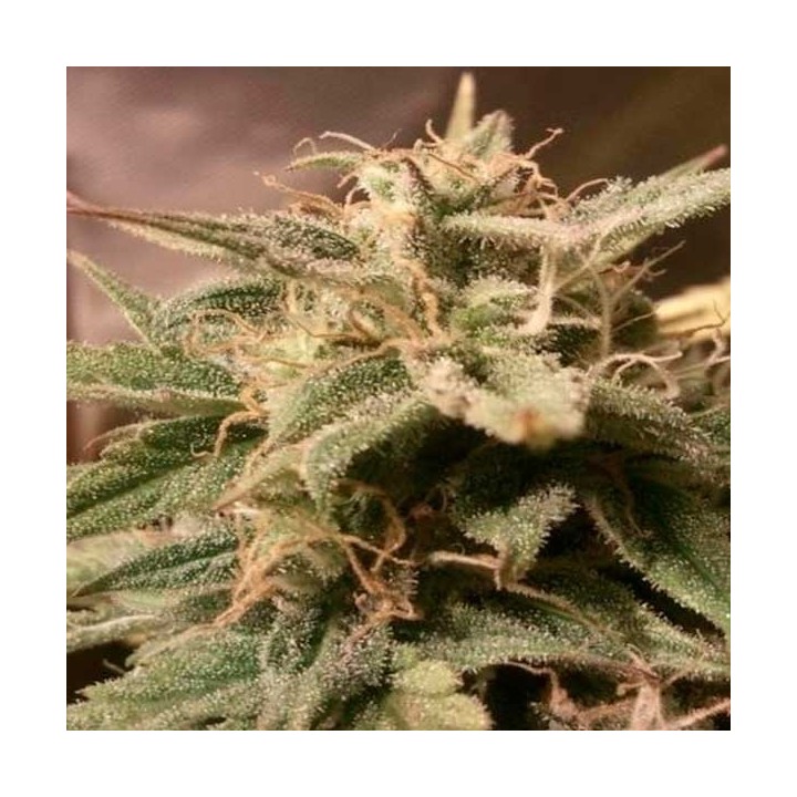 Bubble Autofloreciente Feminizada de Female Seeds