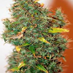 Kush Autofloreciente Feminizada de Female Seeds