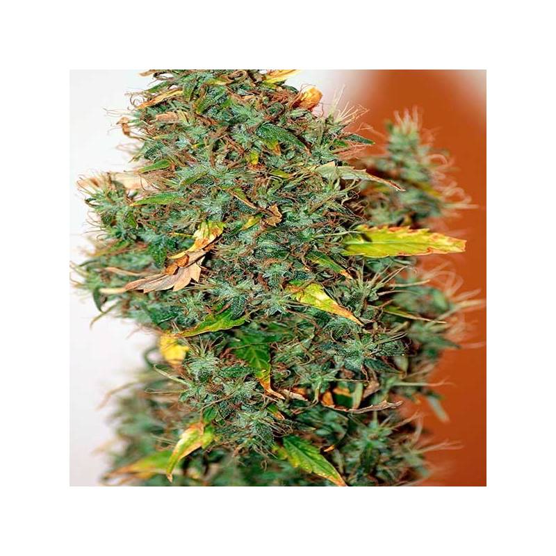 Kush Autofloreciente Feminizada de Female Seeds