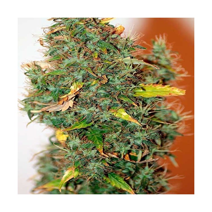 Kush Autofloreciente Feminizada de Female Seeds