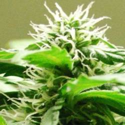 Speed Bud Autofloreciente Feminizada de Female Seeds