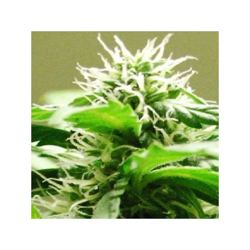 Speed Bud Autofloreciente Feminizada de Female Seeds