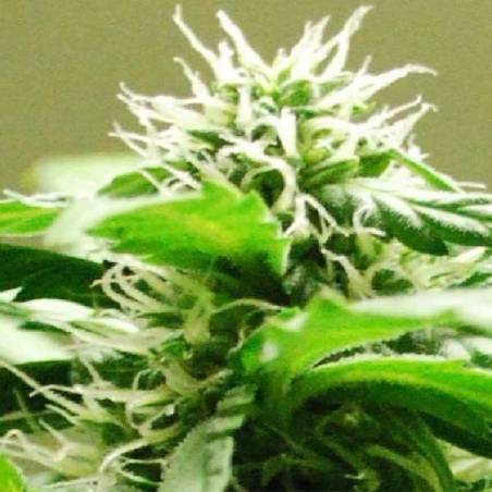 Auto Speed Bud Autofloreciente Auto Speed Bud Autofloreciente