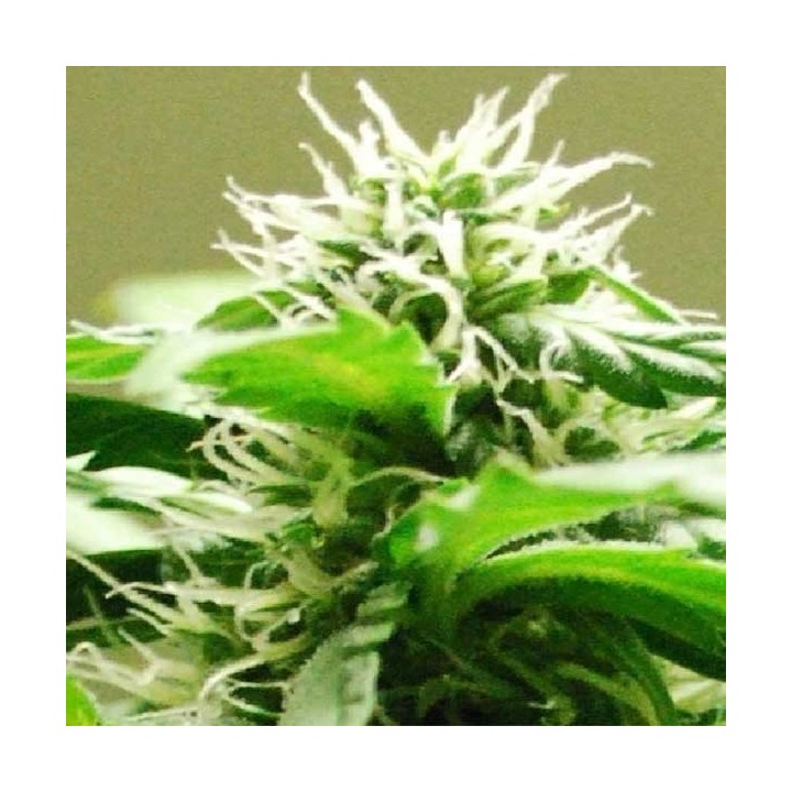 Speed Bud Autofloreciente Feminizada de Female Seeds