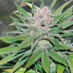 Blueberry Cheesecake Feminizada de Female Seeds