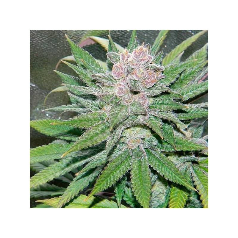 Blueberry Cheesecake Feminizada de Female Seeds