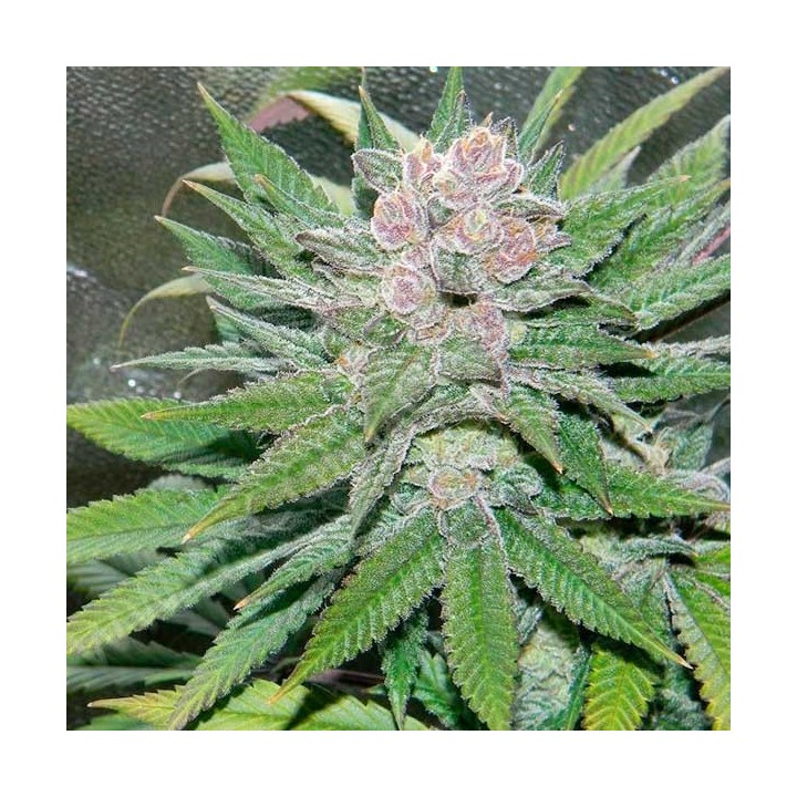 Blueberry Cheesecake Feminizada de Female Seeds