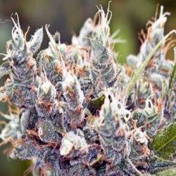 Bubblegummer Feminizada de Female Seeds