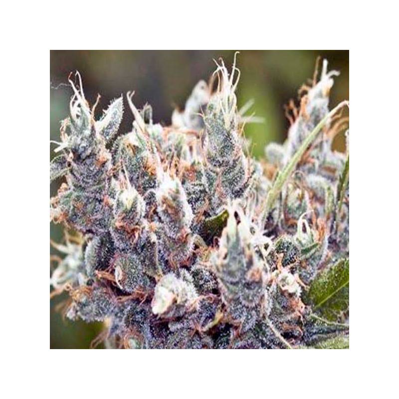 Bubblegummer Feminizada de Female Seeds