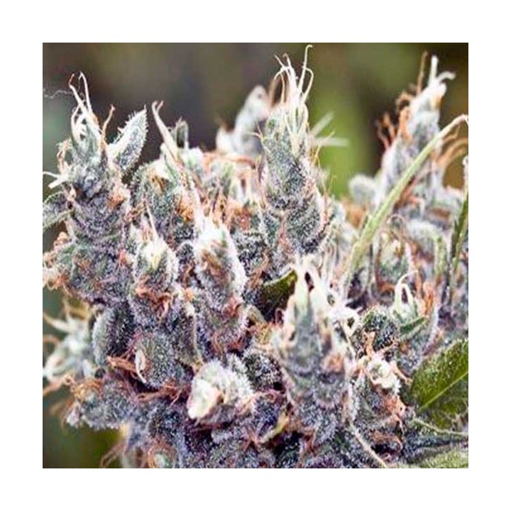 Bubblegummer Feminizada de Female Seeds