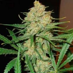 C99 Feminizada de Female Seeds