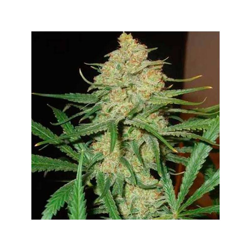 C99 Feminizada de Female Seeds