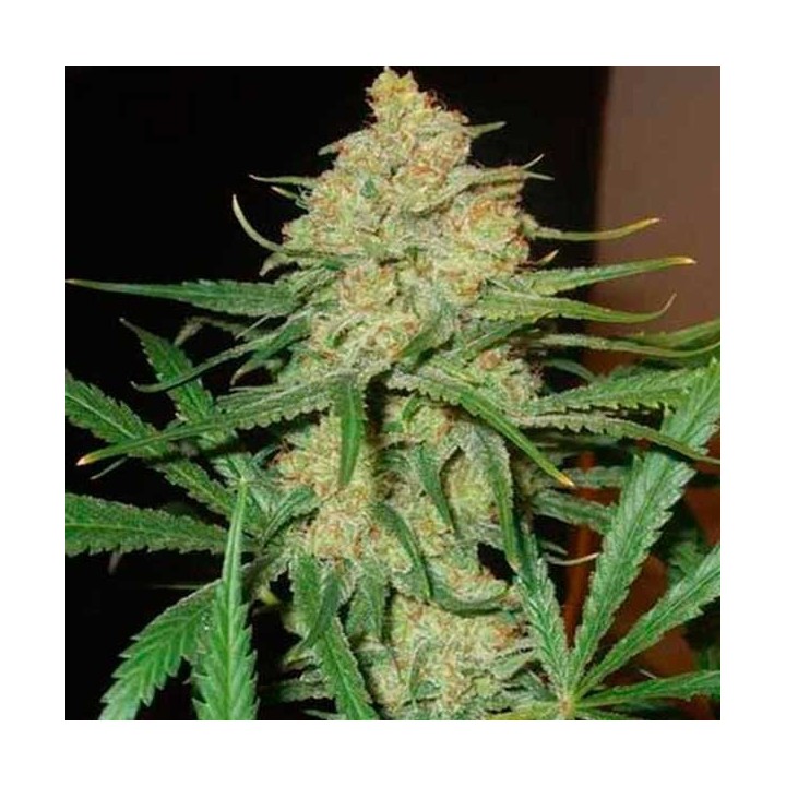 C99 Feminizada de Female Seeds