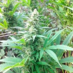 Easy Sativa Feminizada de Female Seeds