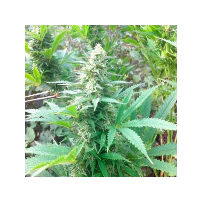 Easy Sativa Feminizada de Female Seeds