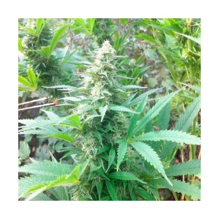 Easy Sativa Feminizada de Female Seeds