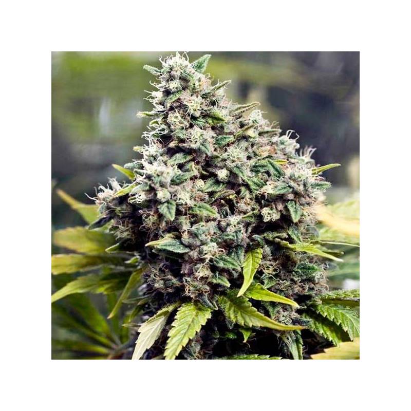 Grapefruit Feminizada de Female Seeds