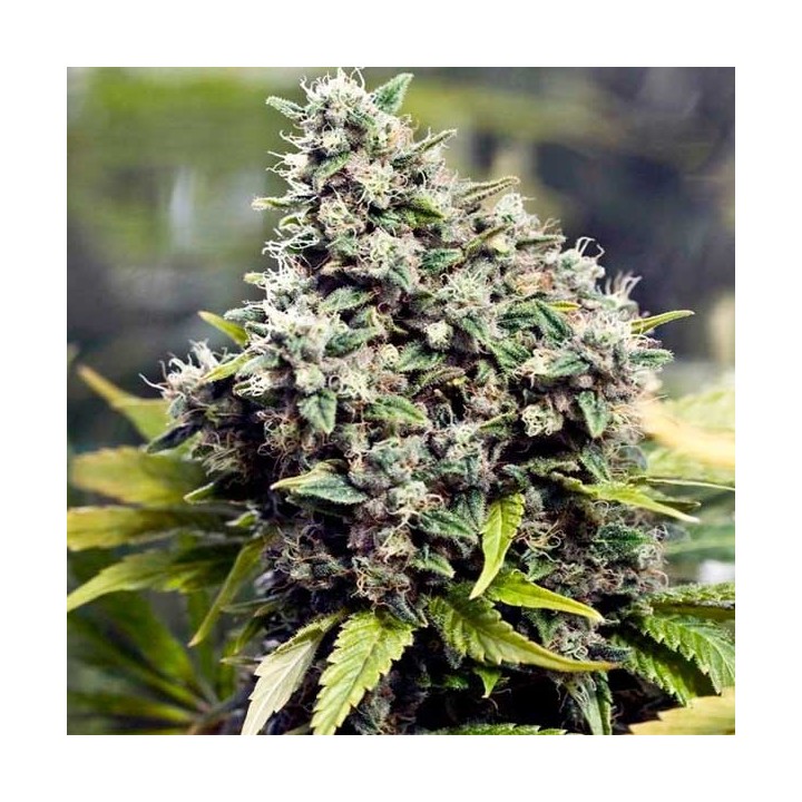 Grapefruit Feminizada de Female Seeds
