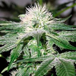 Ice Feminizada de Female Seeds