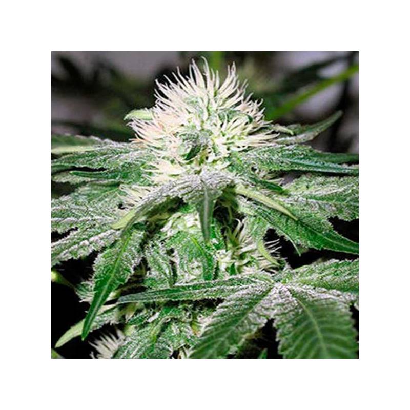 Ice Feminizada de Female Seeds