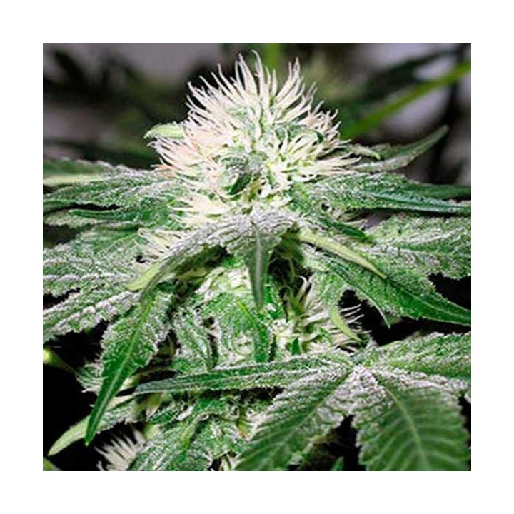 Ice Feminizada de Female Seeds