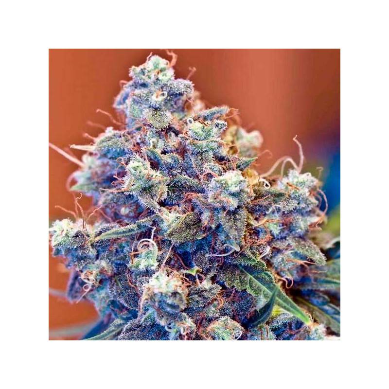 Iced Grapefruit Feminizada de Female Seeds