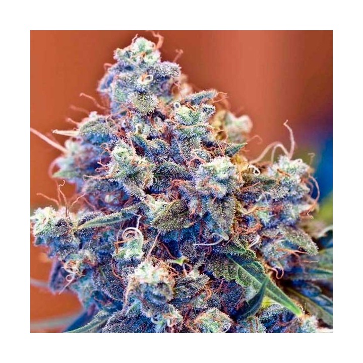Iced Grapefruit Feminizada de Female Seeds