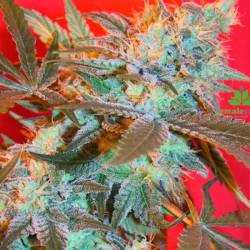 Iced Widow Feminizada de Female Seeds