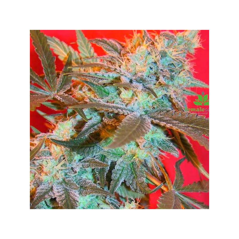 Iced Widow Feminizada de Female Seeds