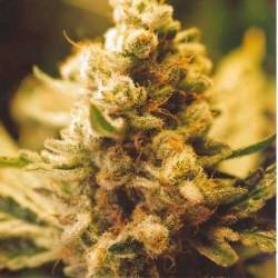 Lemon Kush Feminizada de Female Seeds