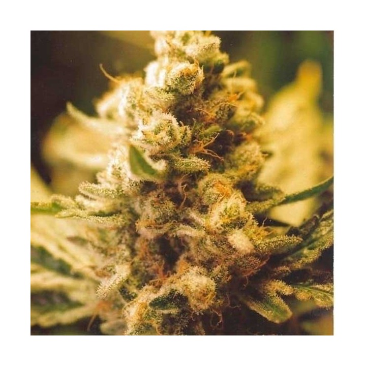 Lemon Kush Feminizada de Female Seeds