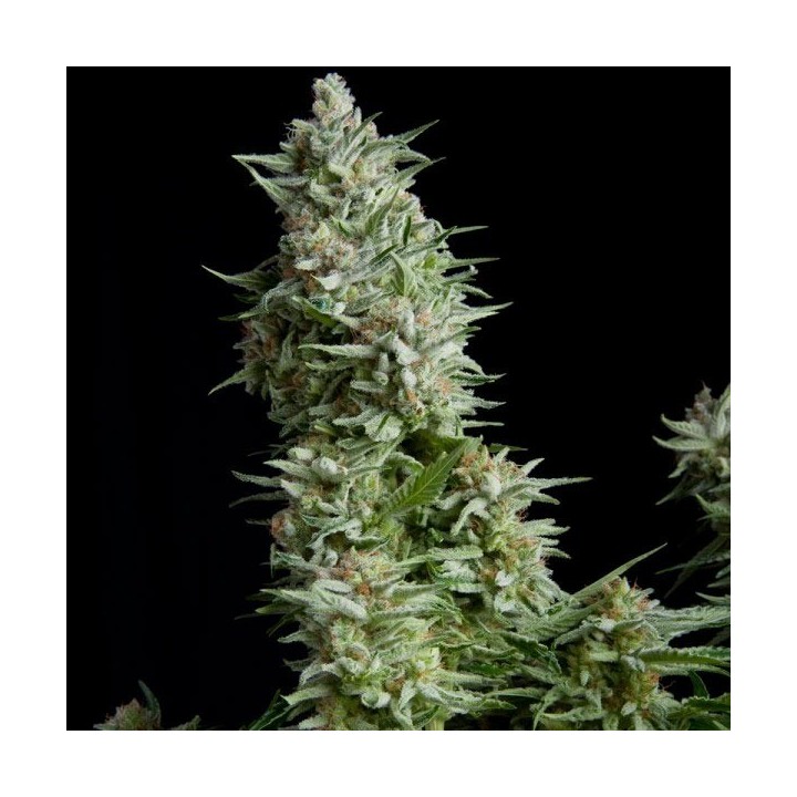 Alpujarreña Feminizada de Pyramid Seeds