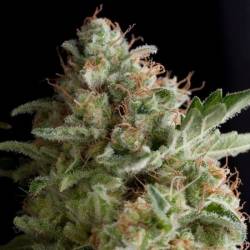 American Pie Feminizada de Pyramid Seeds