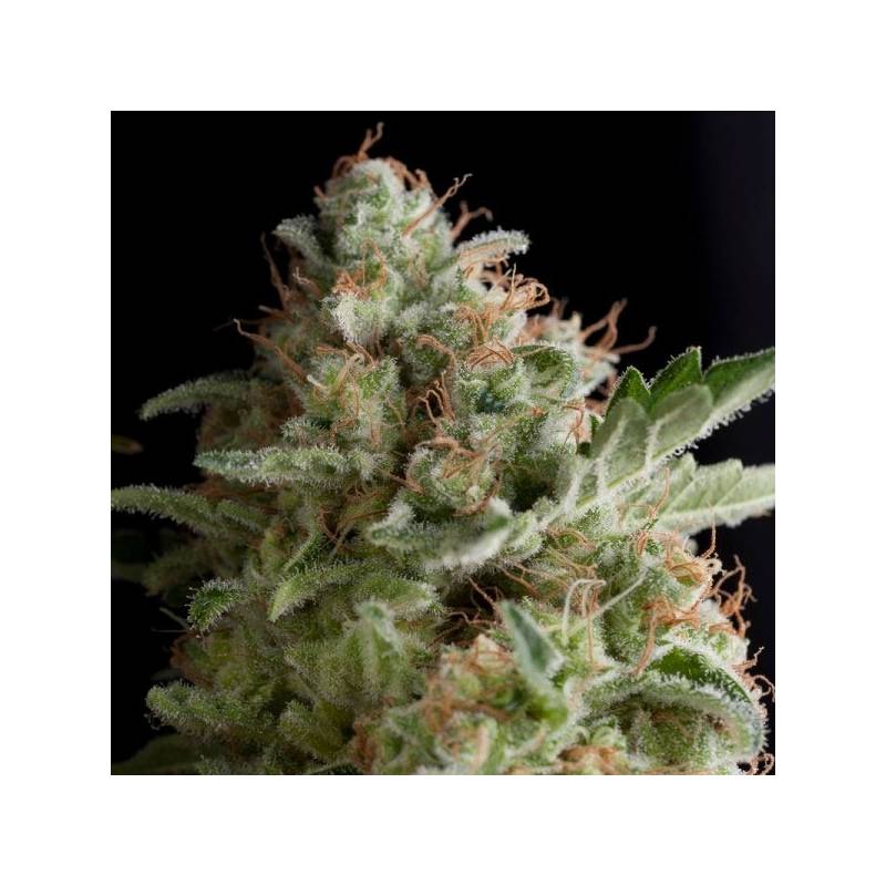 American Pie Feminizada de Pyramid Seeds