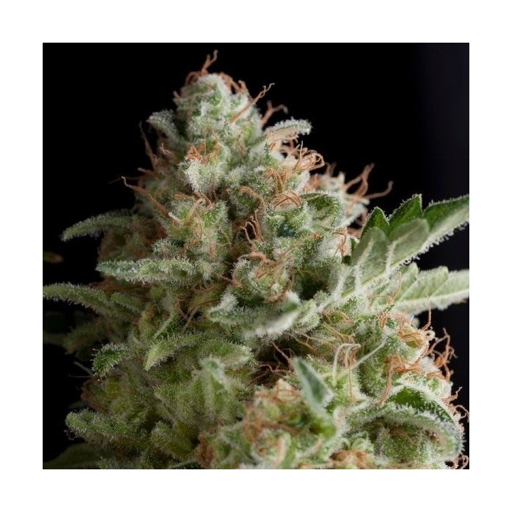 American Pie Feminizada de Pyramid Seeds