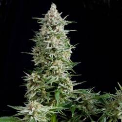 Amnesia Gold Feminizada de Pyramid Seeds