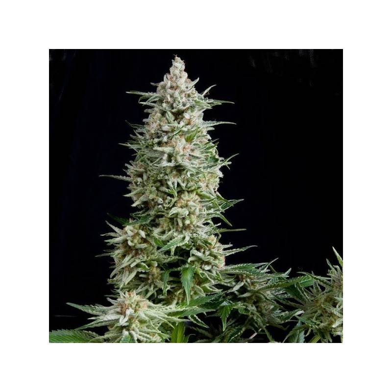 Amnesia Gold Feminizada de Pyramid Seeds